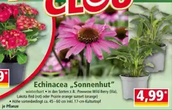 Norma Echinacea Sonnenhut Angebot