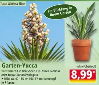 Norma Garten Yucca Angebot