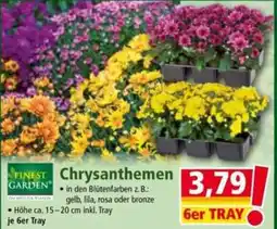 Norma Chrysanthemen Angebot