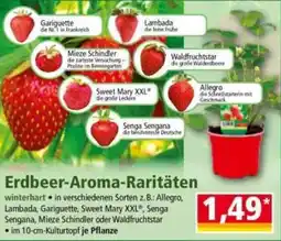 Norma Erdbeer AromaMieze Schindler de zarteste Versuchung- Praline im Beerengarten Raritäten Angebot
