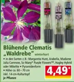 Norma Blühende Clematis Waldrebe Angebot