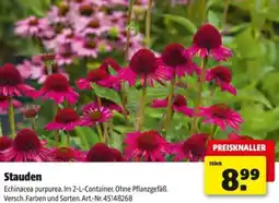Hagebau Stauden Angebot