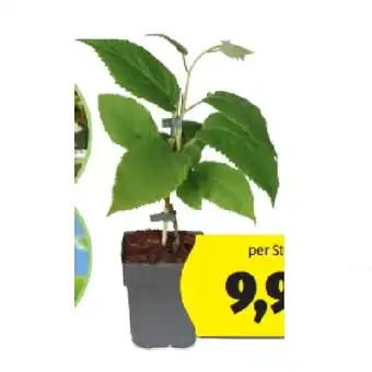 Hofer Feige/Kiwi HOFER Angebot