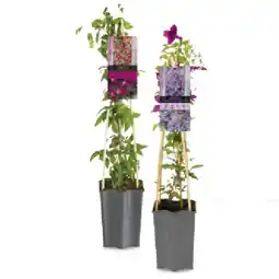 Hofer Clematis div. Sorten und Blütenfarben HOFER Angebot