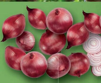 Lidl Zwiebel Angebot