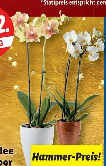 Lidl Orchideen Angebot