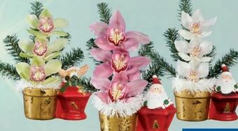 Lidl Orchideengesteck Weihnachten Angebot