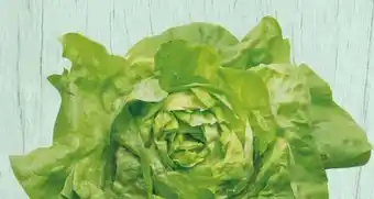 Spar Kopfsalat Angebot