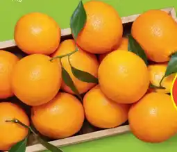 Hofer Hofer Marktplatz Bio-Orangen Angebot