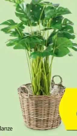 Hofer Belavi Rattan Pflanztop Angebot