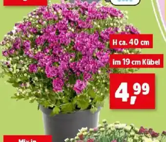 Thomas Philipps Chrysanthemen Angebot