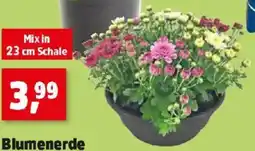 Thomas Philipps Chrysanthemen Angebot