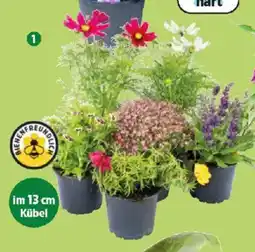 Thomas Philipps Sommer- stauden Angebot