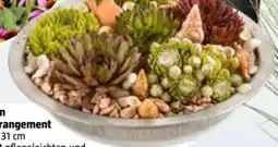 Bauhaus Sempervivum Outdoor Arrangement Angebot