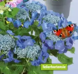 Bauhaus Hortensie Angebot