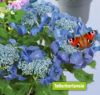 Bauhaus Hortensie Angebot