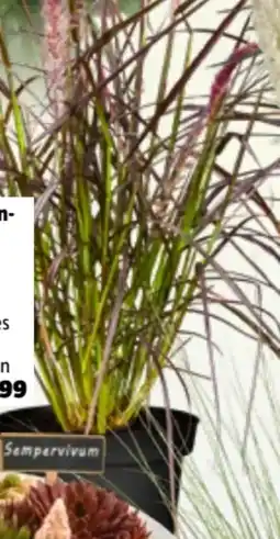 Bauhaus Rotes Lampenputzergras Angebot