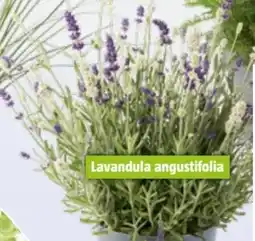 Bauhaus Lavendel Mix Angebot