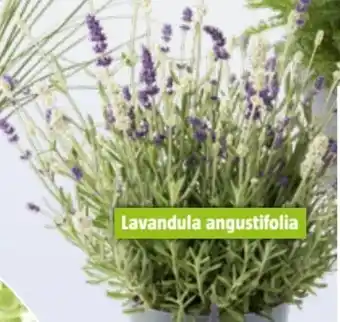 Bauhaus Lavendel Mix Angebot