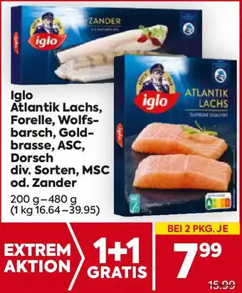 Billa Iglo Atlantik Lachs, Forelle, Wolfs- barsch, Gold brasse, ASC, Dorsch div. Sorten, MSC od. Zander Angebot