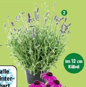 Thomas Philipps Oder Lavendel Angebot