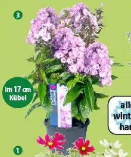 Thomas Philipps Flammenblume Angebot