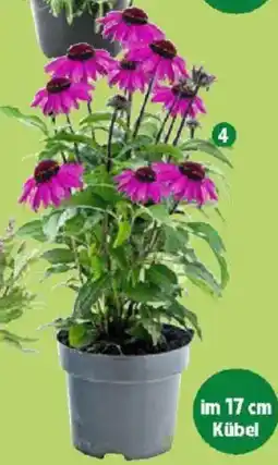 Thomas Philipps Sonnenhut Angebot
