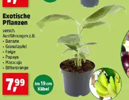 Thomas Philipps Exotische Pflanzen Angebot