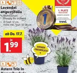 Lidl Lavendel Angustifolia Angebot