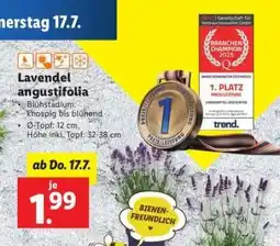 Lidl Lavendel Angustifolia Angebot
