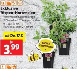 Lidl Exklusive Rispen-Hortensien Angebot