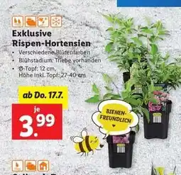 Lidl Exklusive Rispen-Hortensien Angebot