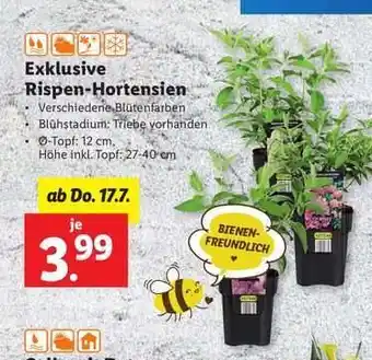 Lidl Exklusive Rispen-Hortensien Angebot