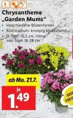 Lidl Chrysantheme Garden Mums Angebot