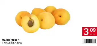 Transgourmet Marillen kl.1 Angebot