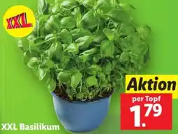 Lidl XXL Basilikum Angebot