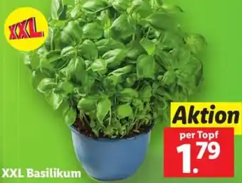 Lidl XXL Basilikum Angebot