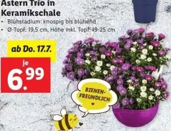 Lidl Astern Trio in Keramikschale Angebot