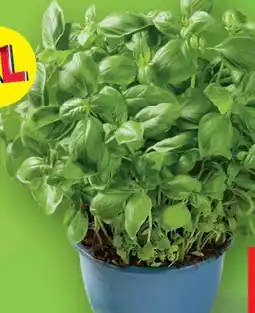 Lidl Basilikum Angebot