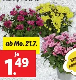 Lidl Chrysanthemen Garden Mums Angebot