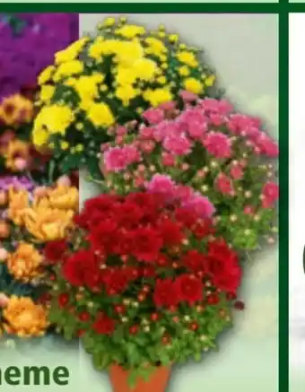 Norma Garten-Chrysanthemen Angebot