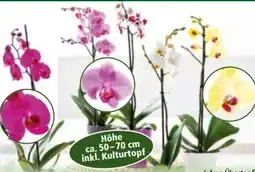 Norma Orchideen Phalaenopsis Angebot