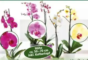 Norma Orchideen Phalaenopsis Angebot