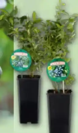 Norma Natur-Heidelbeeren Angebot