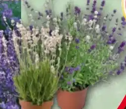Norma Lavendel Angebot
