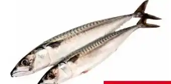 Transgourmet Makrelenfilet Angebot
