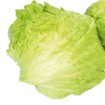 Transgourmet Eisbergsalat Angebot