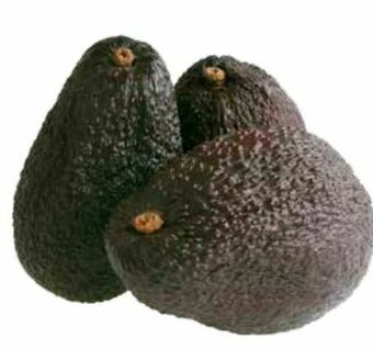 Transgourmet Avocado Hass Angebot