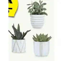 Hofer Afrika-Grünpflanze Kaktus/Sukkulente HOFER Angebot