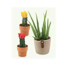 Hofer Afrika-Grünpflanze Aloe vera/Kaktus veredelt HOFER Angebot